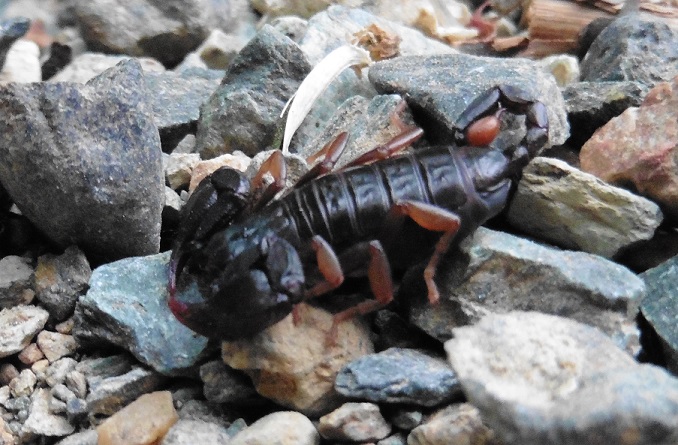 Euscorpius sp dalla Liguria